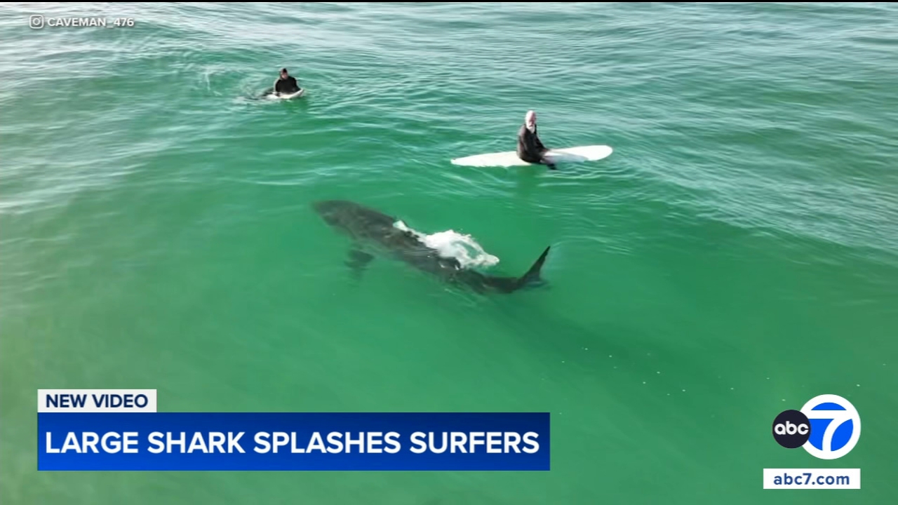 Shark swims near surfers, splashes one with its tail in close encounter off California coast, video shows
       — ABC7 Chicago (WLS-TV)