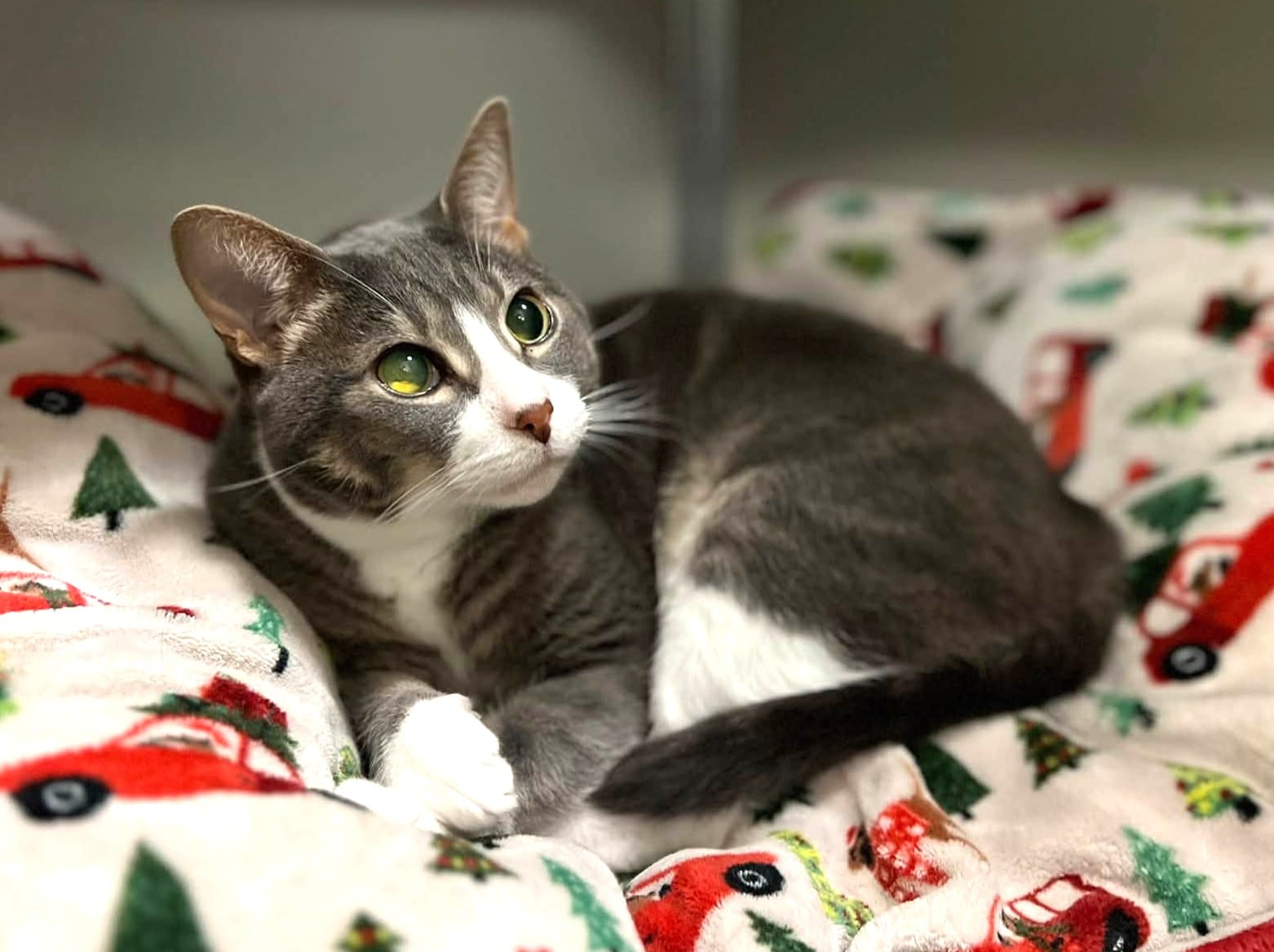 Vision-impaired cat ready to win over her forever family — Aurora Community news