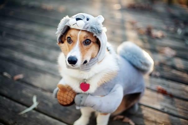 5 Things to Do in Kankakee County: Howl-O-Ween, Spooky Skate, last Kankakee Farmers Market of season — Aurora Business news