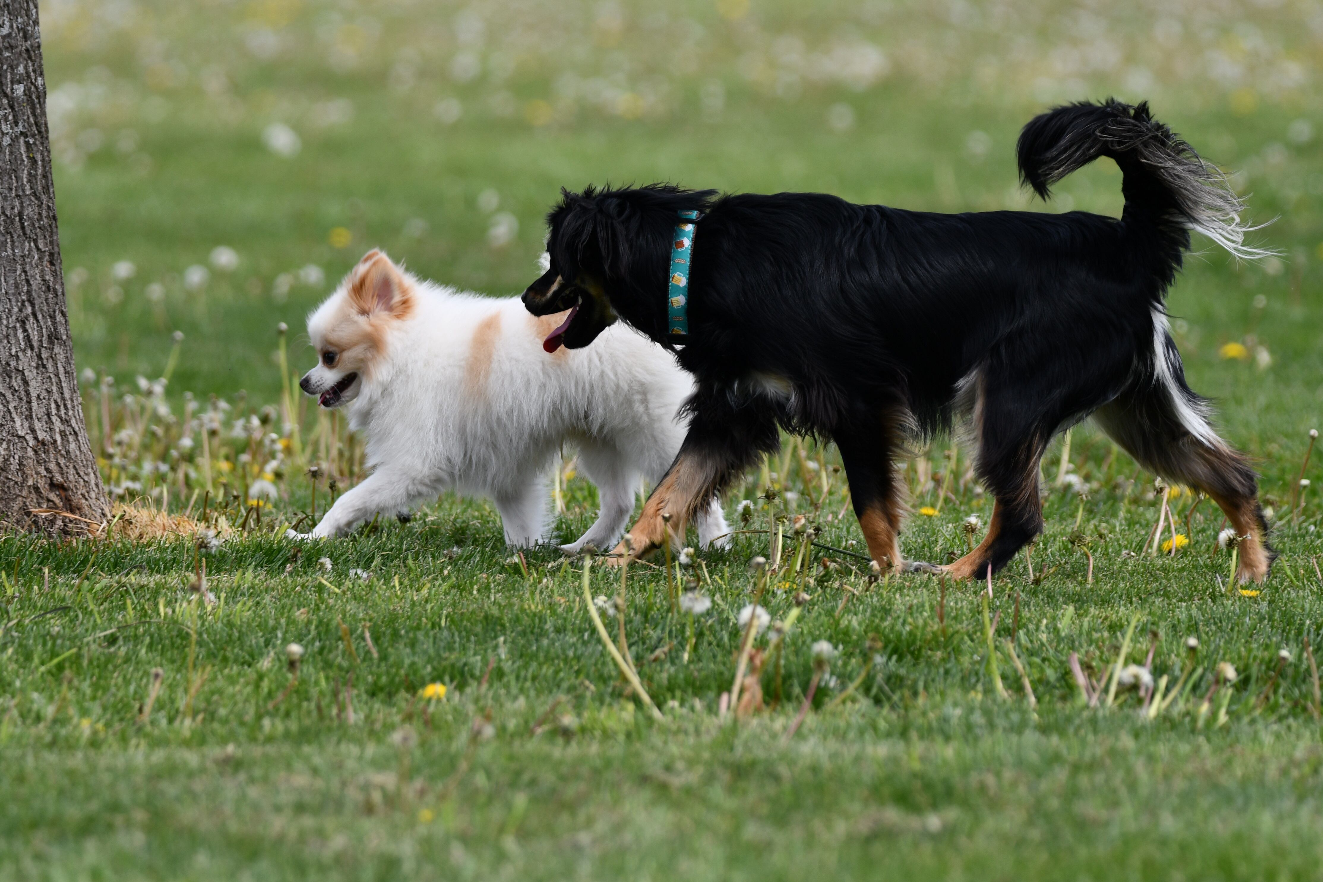 Braidwood ready to break ground on dog park after 3 years of planning — Aurora Arts news